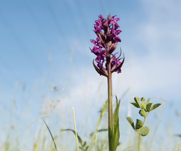 Das Bild zeigt eine lila Blume auf einer grünen Blumenwiese. im Hintergrund Stromleitungen 