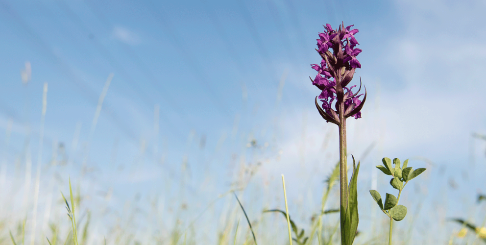 Das Bild zeigt eine lila Blume auf einer grünen Blumenwiese. im Hintergrund Stromleitungen 